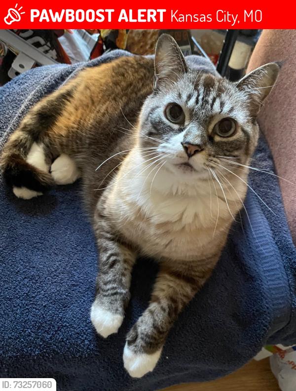 Lost Female Cat last seen E 11th ST and Myrtle Ave., Kansas City, MO 64127