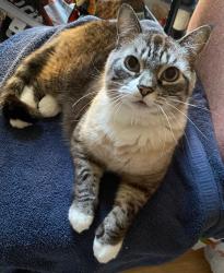 Lost Female Cat last seen E 11th ST and Myrtle Ave., Kansas City, MO 64127