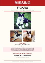 Lost Male Cat last seen Westborough Road, Southend-on-Sea, England 