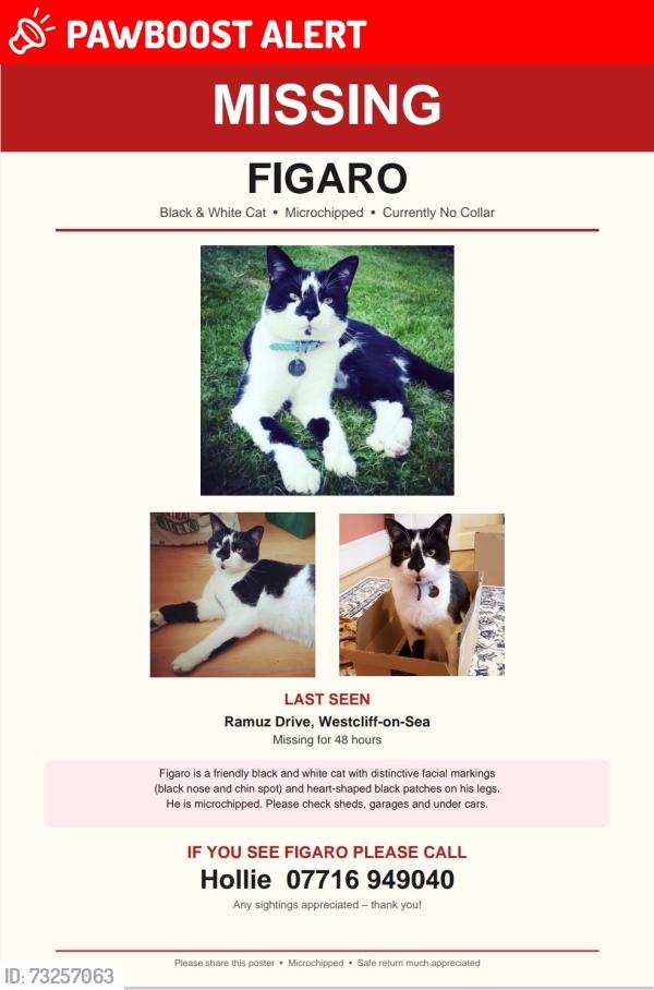 Lost Male Cat last seen Westborough Road, Southend-on-Sea, England 