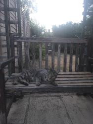 Lost Male Cat last seen So167dl, Southampton, England SO16 7DL