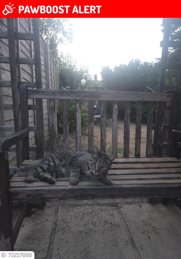 Lost Male Cat last seen So167dl, Southampton, England SO16 7DL