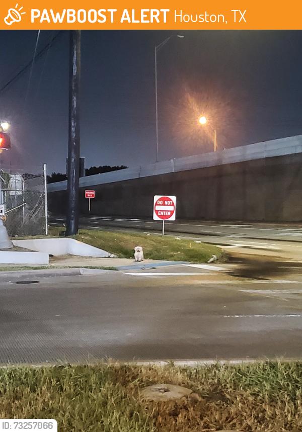 Found/Stray Unknown Dog last seen Hwy 90 & Hiram Clarke, Houston, TX 77045