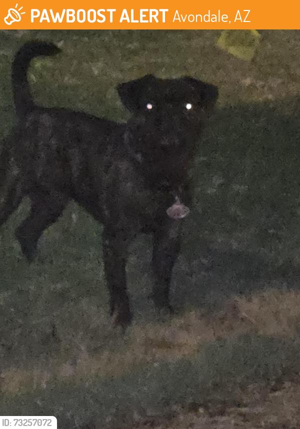 Found/Stray Male Dog last seen S 115th dr, Avondale, AZ 85323