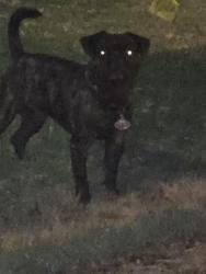 Found/Stray Male Dog last seen S 115th dr, Avondale, AZ 85323