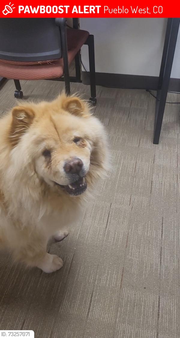 Lost Female Dog last seen S Alta Hacienda Dr and Camino Del Oro, Pueblo West, CO 81007