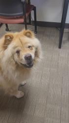 Lost Female Dog last seen S Alta Hacienda Dr and Camino Del Oro, Pueblo West, CO 81007