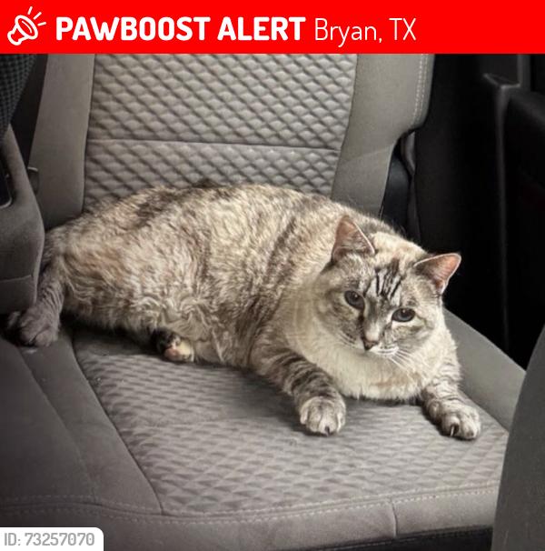 Lost Female Cat last seen 29th St Bryan Tx 77802, Bryan, TX 77802
