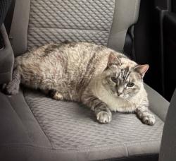 Lost Female Cat last seen 29th St Bryan Tx 77802, Bryan, TX 77802