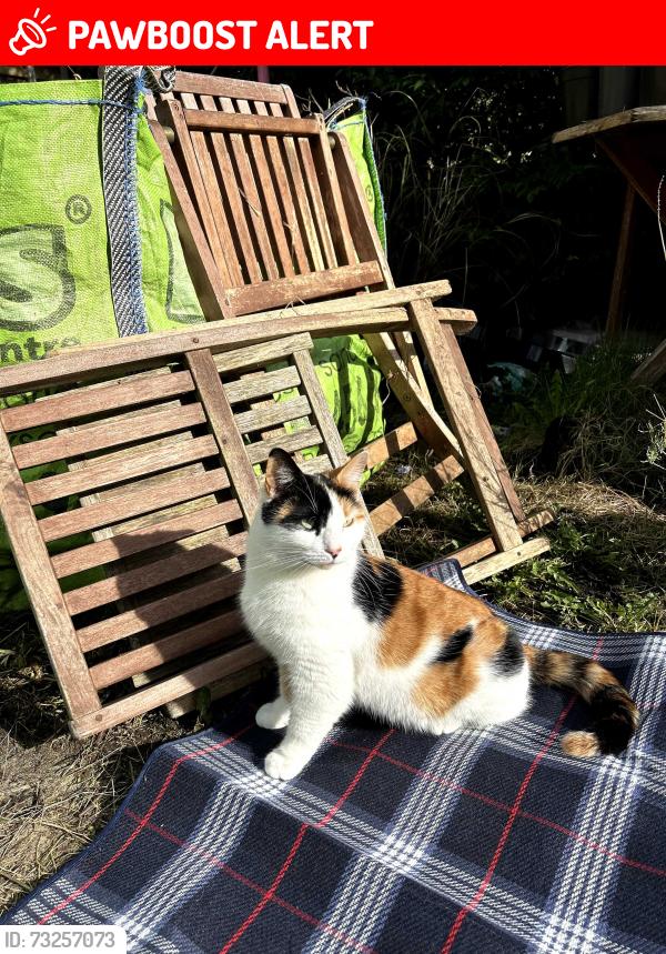Lost Female Cat last seen Last seen around Princess Terrace on Balls Road, Merseyside, England 