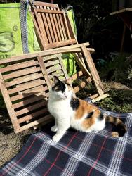 Lost Female Cat last seen Last seen around Princess Terrace on Balls Road, Merseyside, England 
