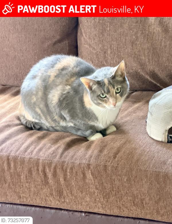 Lost Female Cat last seen Vetter Ave queen ave plea oleanda ave, Louisville, KY 40215