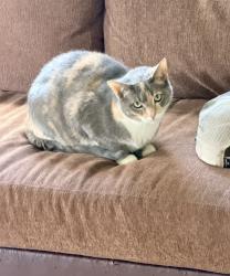 Lost Female Cat last seen Vetter Ave queen ave plea oleanda ave, Louisville, KY 40215