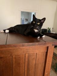 Lost Female Cat last seen 25th and L st. Hilltop, Tacoma, WA 98405