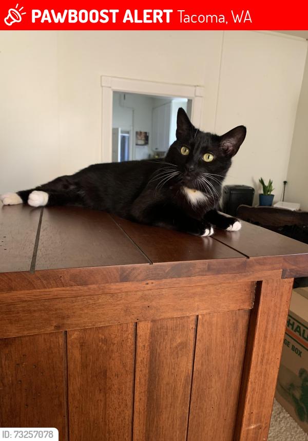 Lost Female Cat last seen 25th and L st. Hilltop, Tacoma, WA 98405