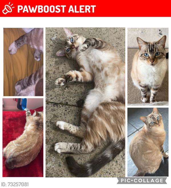 Lost Female Cat last seen Whitacres road G53, Glasgow City, Scotland G53 7ZP