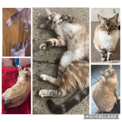 Lost Female Cat last seen Whitacres road G53, Glasgow City, Scotland G53 7ZP