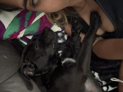 Lost Female Dog last seen Garfield st, Hollywood, FL 33020