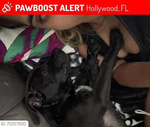 Lost Female Dog last seen Garfield st, Hollywood, FL 33020