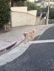 Found/Stray Unknown Dog last seen Lynnfield and N Chadwick Dr, Los Angeles, CA 90032