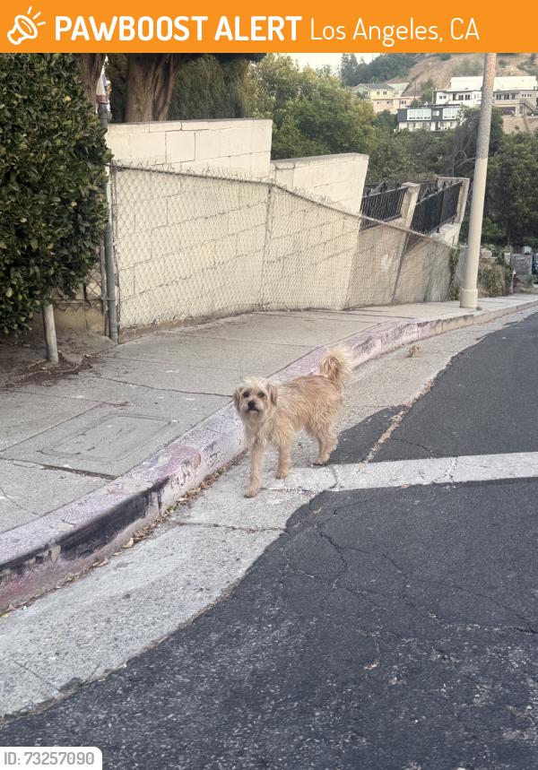 Found/Stray Unknown Dog last seen Lynnfield and N Chadwick Dr, Los Angeles, CA 90032