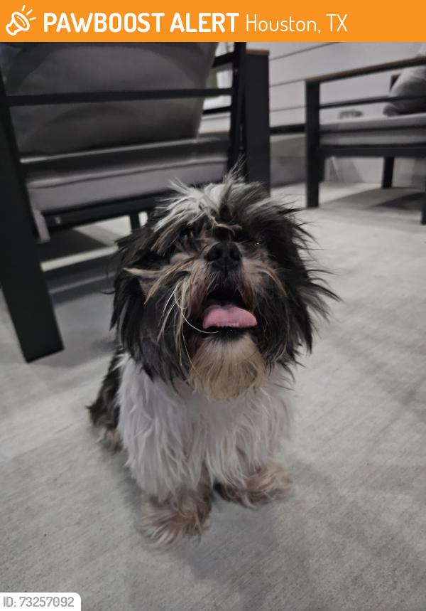 Found/Stray Male Dog last seen Tregarnon and Grand Oaks Blvd, Houston, TX 77015