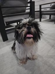 Found/Stray Male Dog last seen Tregarnon and Grand Oaks Blvd, Houston, TX 77015