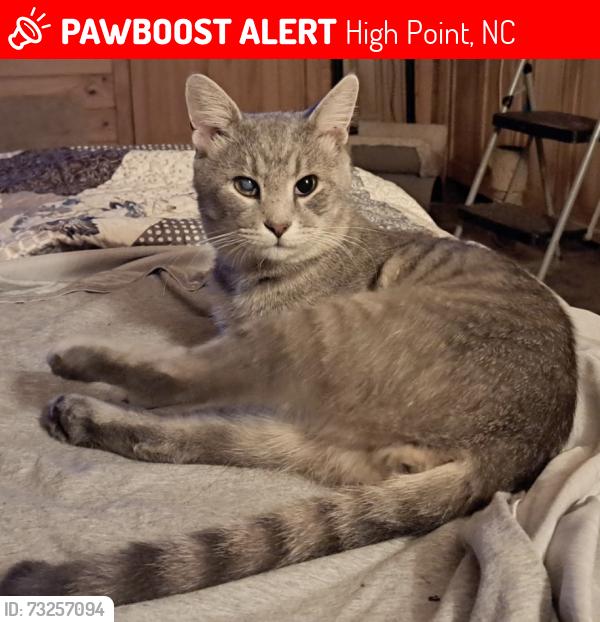 Lost Male Cat last seen West Lexington and East Chester near Sheetz gas station, High Point, NC 27262