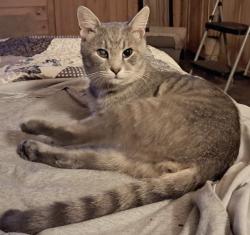 Lost Male Cat last seen West Lexington and East Chester near Sheetz gas station, High Point, NC 27262