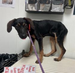 Shelter Stray Female Dog last seen Near BLOCK DOUGLAS AVE, MOJAVE CA 93501, 3951 Fruitvale Ave, Bakersfield, CA 93308, USA