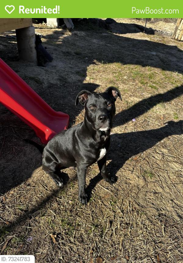 Reunited Male Dog last seen Drake acres rd and Lakeview Point Rd, Gadsden County, FL 32351