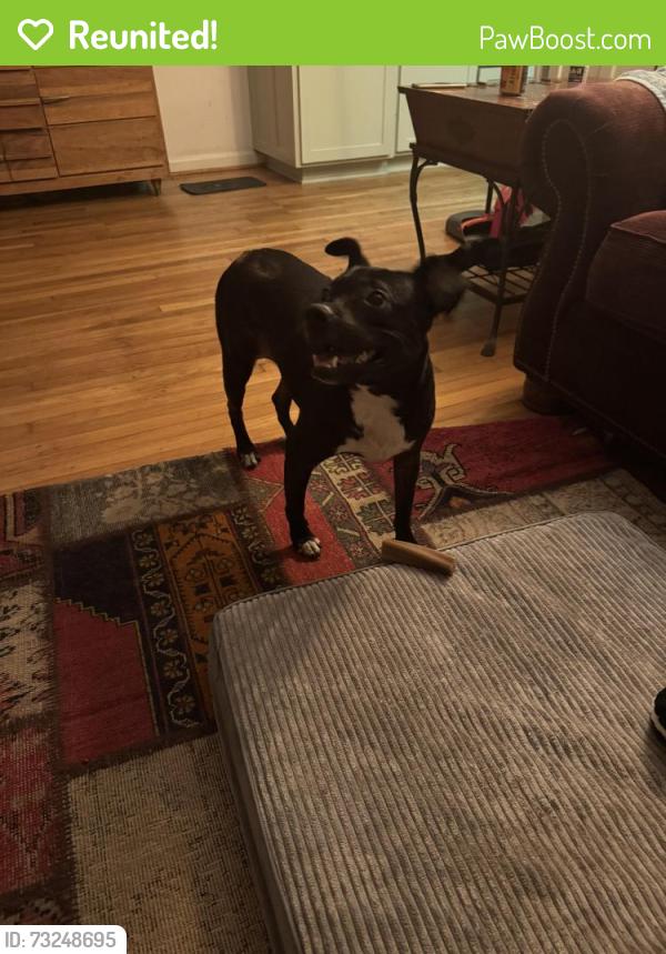 Reunited Female Dog last seen Neighborhood behind Publix on North 9th, Pensacola, FL 32503