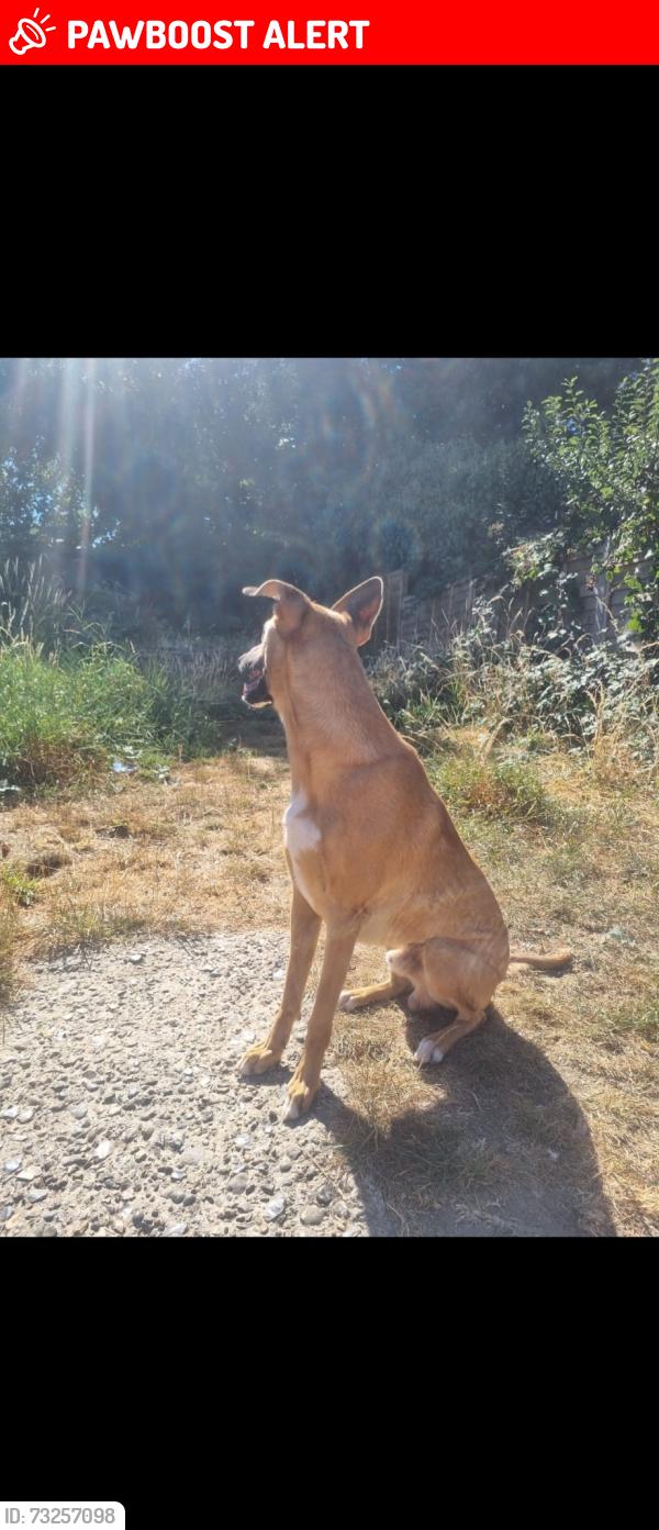 Lost Male Dog last seen Near Meyrick Ave, Chapel Langley, Luton LU1 5JN, Luton, England LU1 3PX