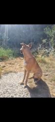 Lost Male Dog last seen Near Meyrick Ave, Chapel Langley, Luton LU1 5JN, Luton, England LU1 3PX