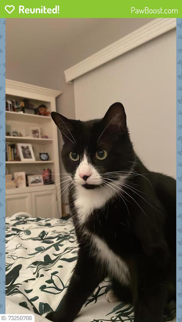 Reunited Male Cat last seen rue Springland/ Angers, Montréal, QC H4E 2E3