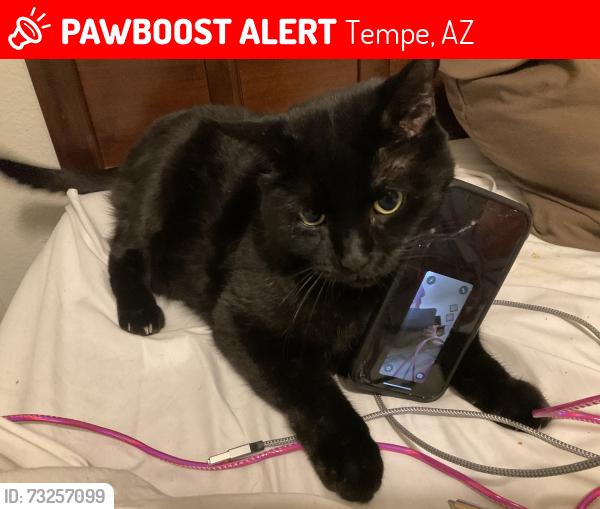 Lost Male Cat last seen Papago Park, Tempe, AZ 85288