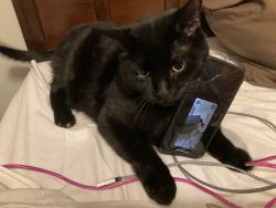 Lost Male Cat last seen Papago Park, Tempe, AZ 85288