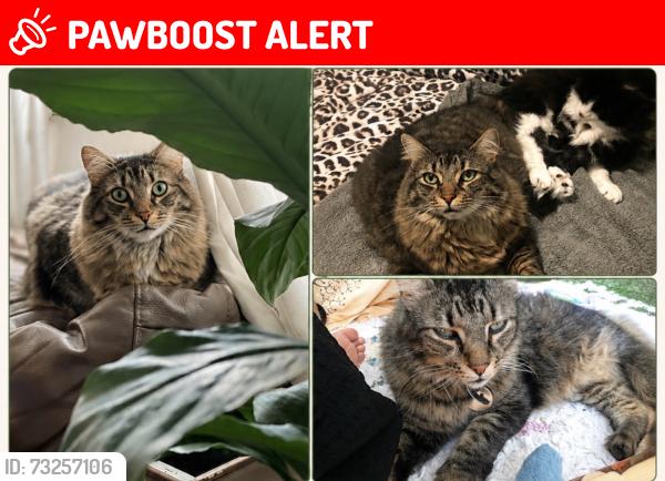 Lost Male Cat last seen Carringbah south NSW, Caringbah South, NSW 2229