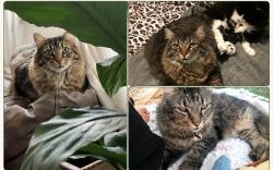 Lost Male Cat last seen Carringbah south NSW, Caringbah South, NSW 2229
