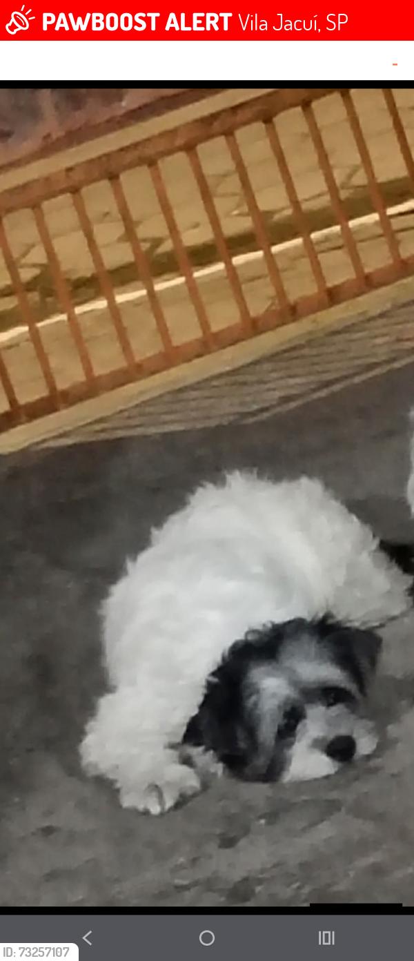 Lost Female Dog last seen Próximo ao túnel de são Miguel paulista, Vila Jacuí, SP 