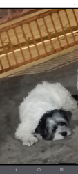 Lost Female Dog last seen Próximo ao túnel de são Miguel paulista, Vila Jacuí, SP 