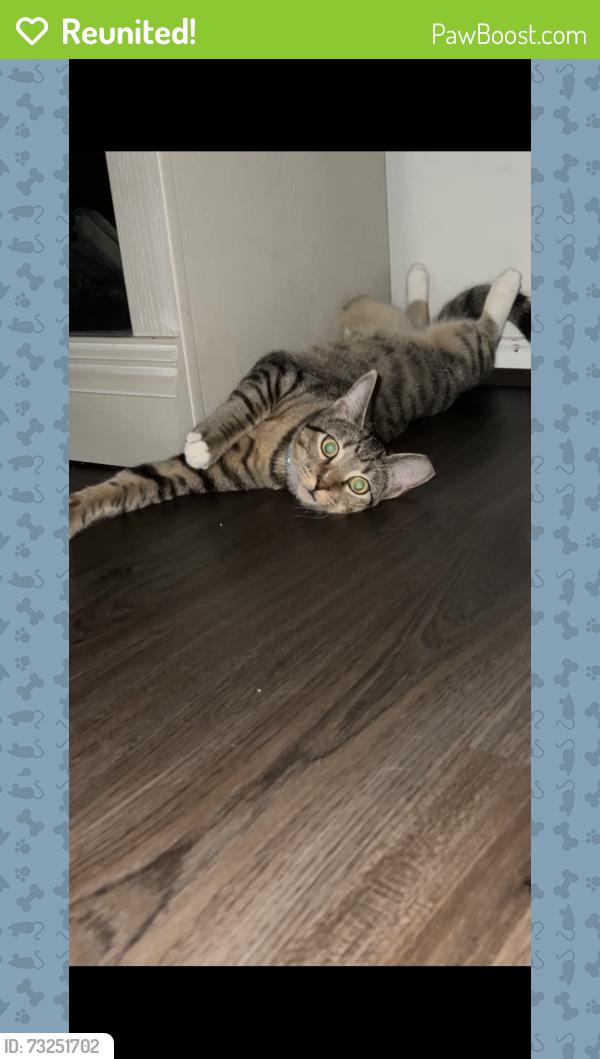 Reunited Male Cat last seen Mill creek trails neighborhood magnolia Texas 77354, Magnolia, TX 77354