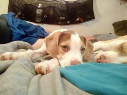 Lost Female Dog last seen Ridgecrest, Gastonia, NC 28052
