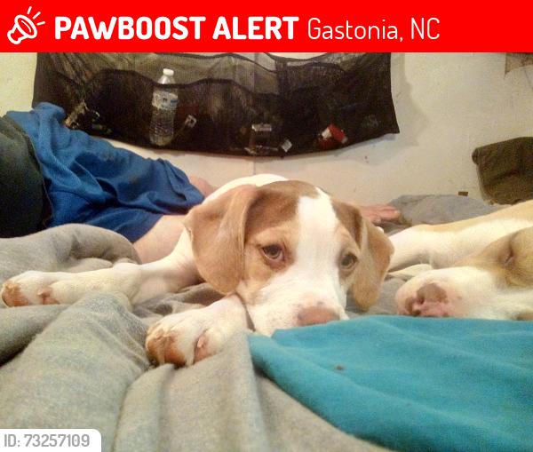 Lost Female Dog last seen Ridgecrest, Gastonia, NC 28052