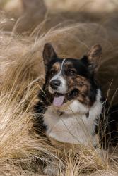 Reunited Male Dog last seen Near Landing Ave San Mateo, CA, San Mateo, CA 94403