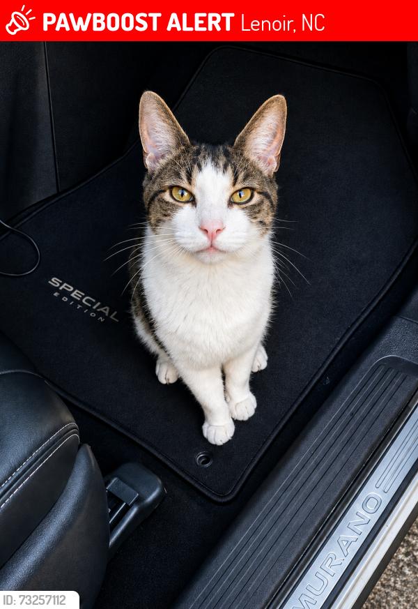 Lost Male Cat last seen Near Ridgecrest Dr NE, Lenoir, NC 28645