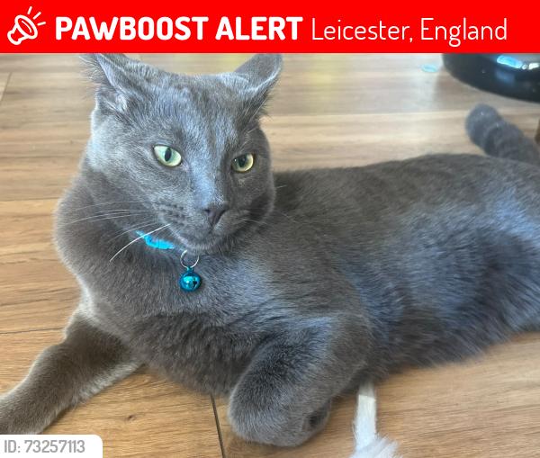 Lost Male Cat last seen Arreton close LE23PP, Leicester, England 