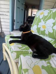 Lost Male Cat last seen River Road hse, Schenectady, NY 12306
