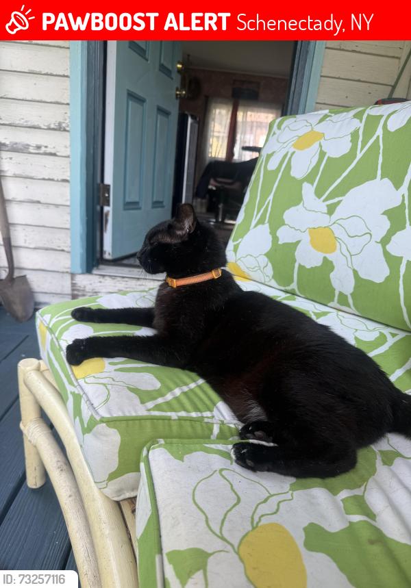 Lost Male Cat last seen River Road hse, Schenectady, NY 12306