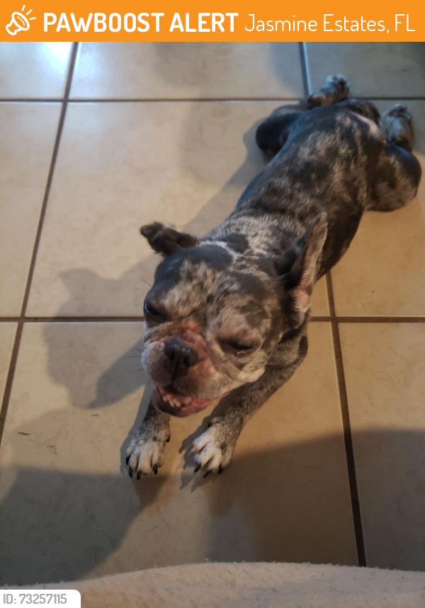 Found/Stray Female Dog last seen Chantilly Lane and Embassy Blvd., Jasmine Estates, FL 34668
